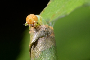 bladrolwesplarve (Blennocampa sp) 7-2021 7991